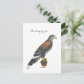 Collection Falcon  Post Card Briefkaart (Staand voorkant)