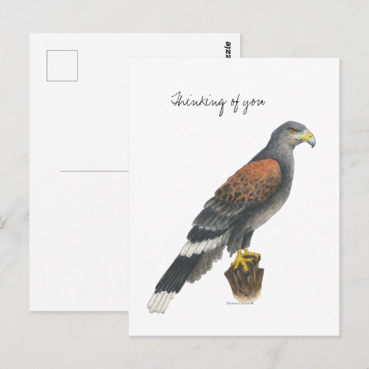 Collection Falcon Post Card Briefkaart (Voorkant / Achterkant)