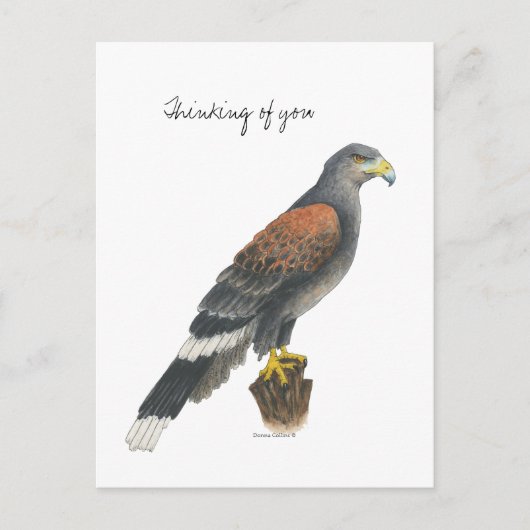 Collection Falcon  Post Card Briefkaart (Voorkant)