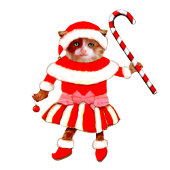 Funny Cat Christmas Feestdagenkaart