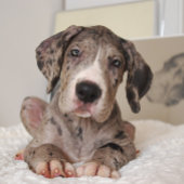 Zeg hallo tegen mijn kleine vriend t-shirt