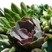 Groene geslaagde huwelijksuitnodigingen kaart