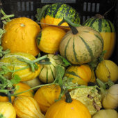 T-shirt - Uil op tak