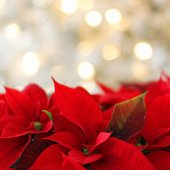 Kaars Elegantie in Pastel Bloesems Vakantiekaart Feestdagen Kaart