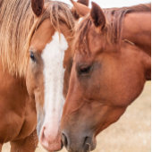 Paarden die in een weiland snuiven vierkante klok