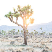 Joshua Tree Rustieke Moderne Typografie Boho Bruil Etiket