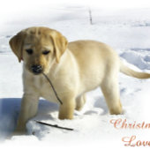 Yellow Labrador Retriever kerst Grosgrain Lint