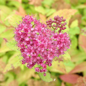 Natuurlijke ventilatorhartslag - doorboord met een post-it® notes