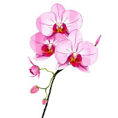 Sophisticated Pink Floral Beverage Menu Acryl Bord