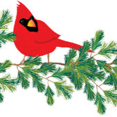 Kerstrode kardinaal, doorgeslagen op pine tak feestdagen kaart