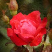 Rood, rode roze glas ornament