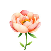 Cheerful Pink Watercolor Flower Kaart
