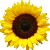 rustiek land zonnebloem bruiloft opslaan van de da magneet