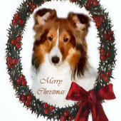 Shetland Sheepdog Sheltie Kerstmis Ornament Kaart
