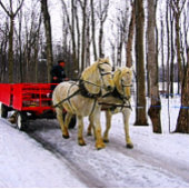 Sleigh Ride in het sneeuwCollectie Legpuzzel