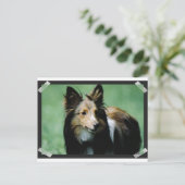 collie-16 briefkaart (Staand voorkant)