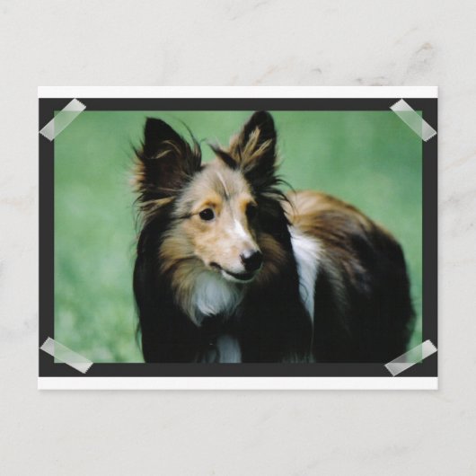 collie-16 briefkaart (Voorkant)