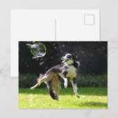 collie aan de rand met zeepbel briefkaart (Voorkant / Achterkant)