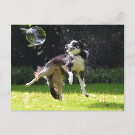 collie aan de rand met zeepbel briefkaart (Voorkant)
