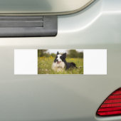collie aan de rand van wilde bloemen bumpersticker (Op auto)