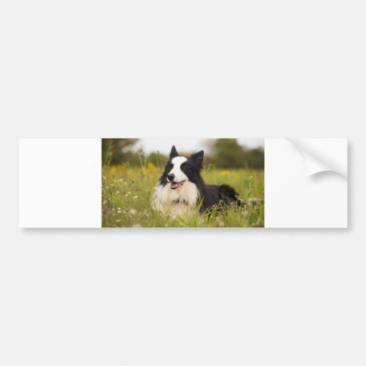 collie aan de rand van wilde bloemen bumpersticker (Voorkant)