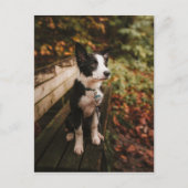 Collie aan de Zwarte en Witte Grens op Park Bench Briefkaart (Voorkant)