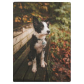 Collie aan de Zwarte en Witte Grens op Park Bench Klembord (Achterkant)