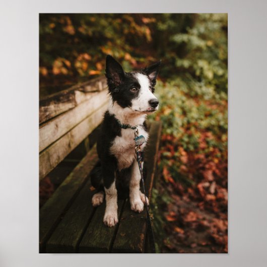 Collie aan de Zwarte en Witte Grens op Park Bench Poster (Voorkant)