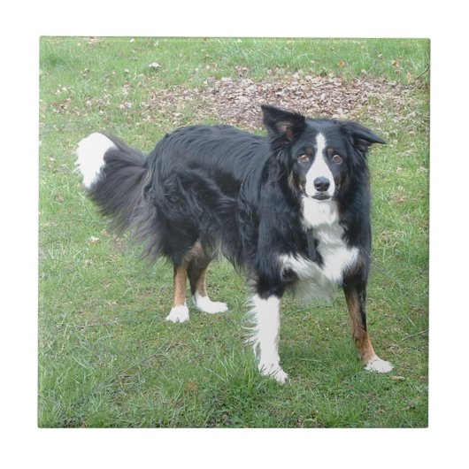 collie black tri full tegeltje (Voorkant)