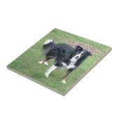 collie black tri full tegeltje (Zijkant)