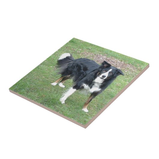 collie black tri full tegeltje (Zijkant)