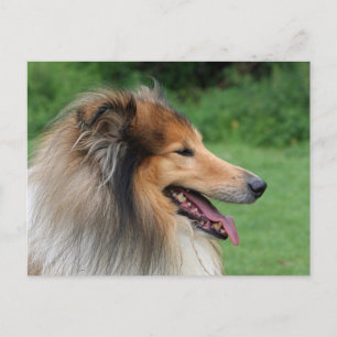 Collie Briefkaart