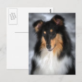 Collie Briefkaart (Voorkant / Achterkant)