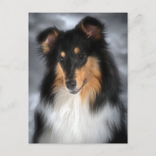 Collie Briefkaart
