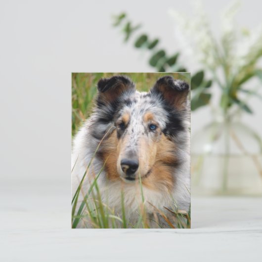Collie Briefkaart (Staand voorkant)
