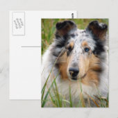 Collie Briefkaart (Voorkant / Achterkant)