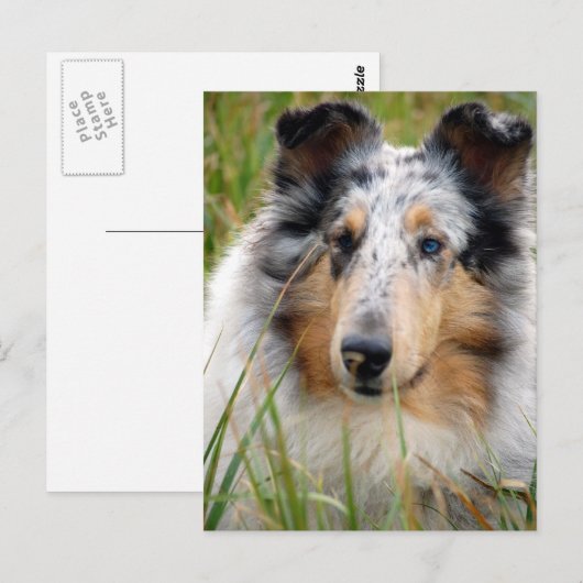 Collie Briefkaart (Voorkant / Achterkant)