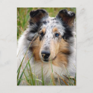 Collie Briefkaart