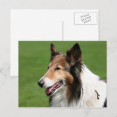 collie briefkaart (Voorkant / Achterkant)