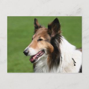collie briefkaart