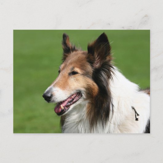 collie briefkaart (Voorkant)