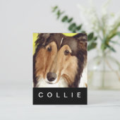Collie Briefkaart (Staand voorkant)