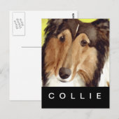 Collie Briefkaart (Voorkant / Achterkant)