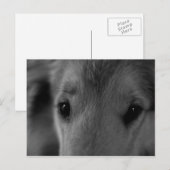 Collie Briefkaart (Voorkant / Achterkant)