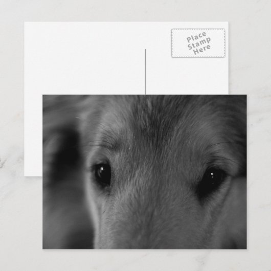 Collie Briefkaart (Voorkant / Achterkant)