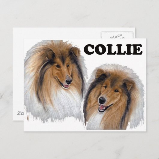 Collie Briefkaart (Voorkant / Achterkant)