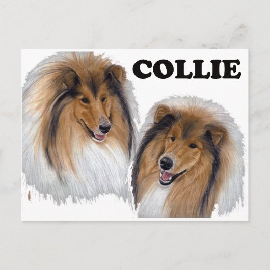 Collie Briefkaart (Voorkant)