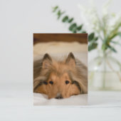 Collie Briefkaart (Staand voorkant)