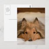 Collie Briefkaart (Voorkant / Achterkant)