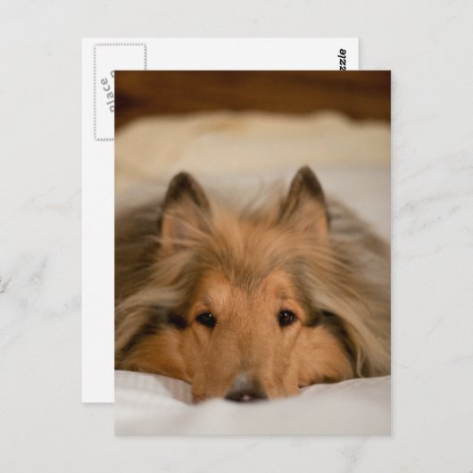 Collie Briefkaart (Voorkant / Achterkant)